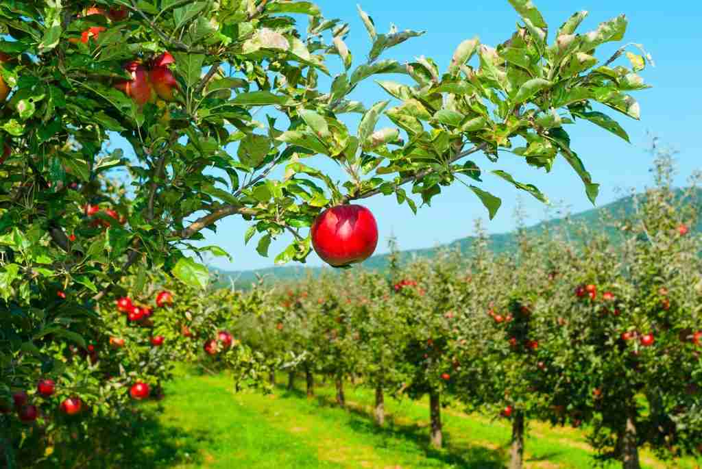 apple hanging on an orchard tree