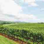 Blackstock Vineyard grapes spread across Blue Ridge Mountain countryside