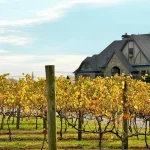 Chateau Meichtry vineyards grape trees. Sitting in North Georgia countryside.