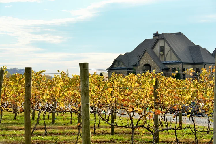 Chateau Meichtry vineyards grape trees. Sitting in North Georgia countryside.