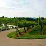 Frogtown Cellars wine grapes stretched across the Blue Ridge Mountains.