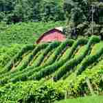 Georgia Winery vineyard in front sprawled across North Georgia countryside
